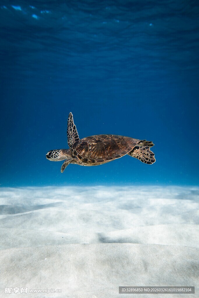 海龟在蓝色海洋中优雅游动