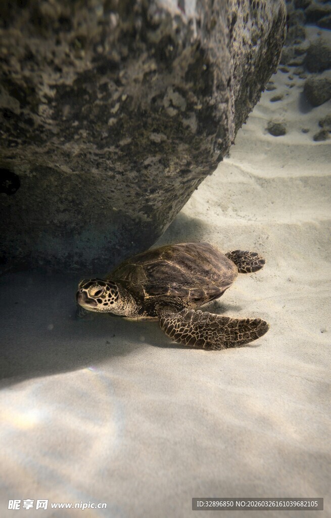 沙滩上的小海龟