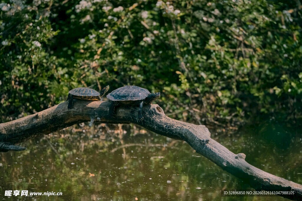 树枝上的两只乌龟