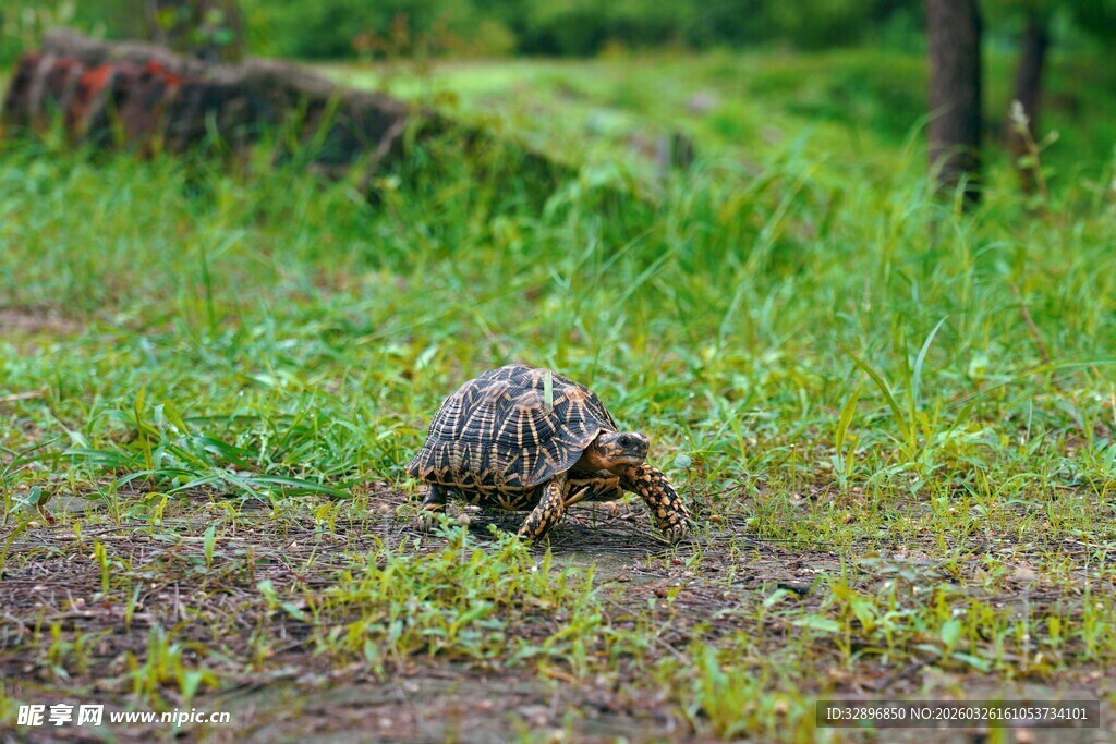 草地上觅食的可爱小刺猬