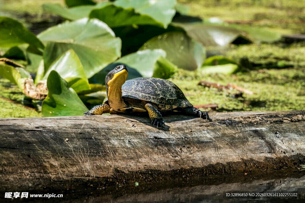 木上栖息的多彩鸟儿