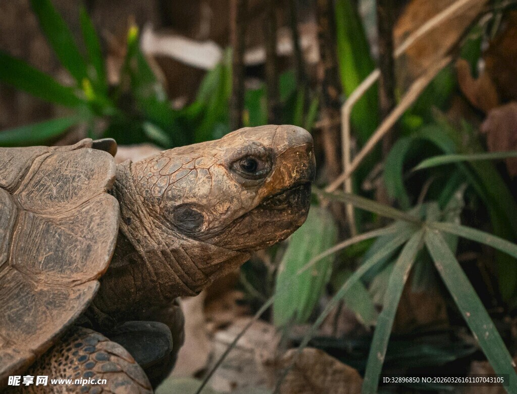 陆龟于绿植间的特写