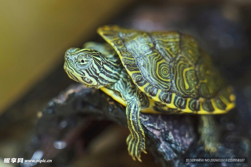 可爱小龟趴在岩石上