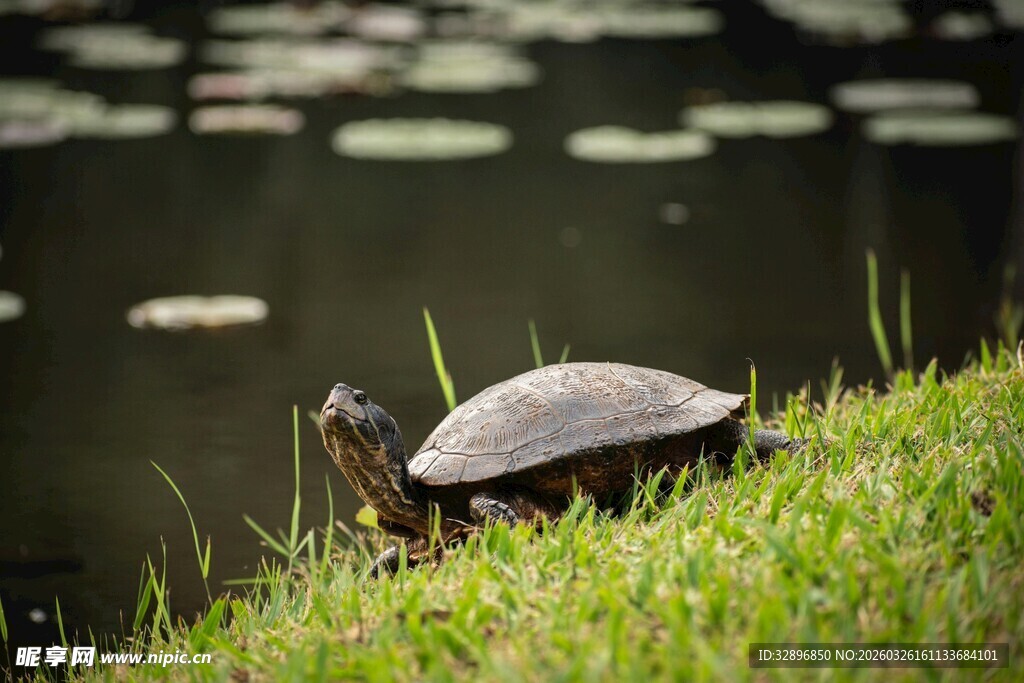 草地上的小乌龟