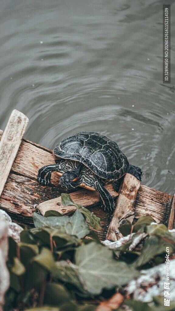 水边木上的乌龟