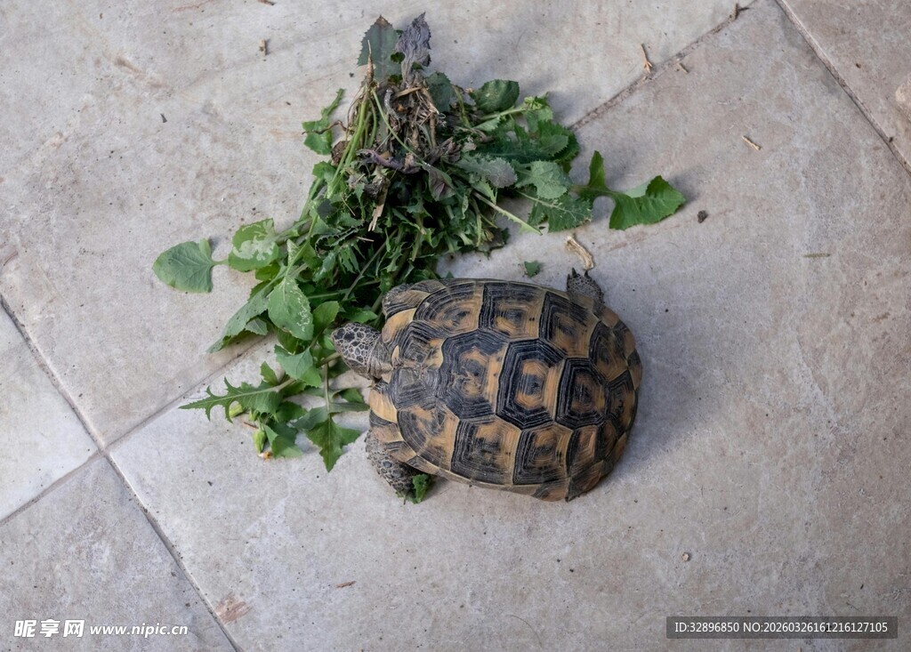 陆龟在绿植旁悠闲休憩