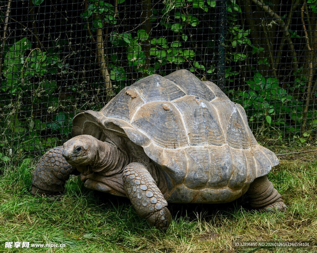 草地上的巨型乌龟