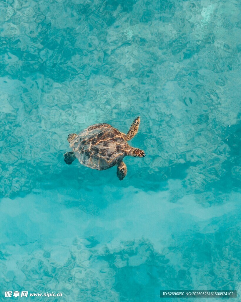 海中悠游的海龟