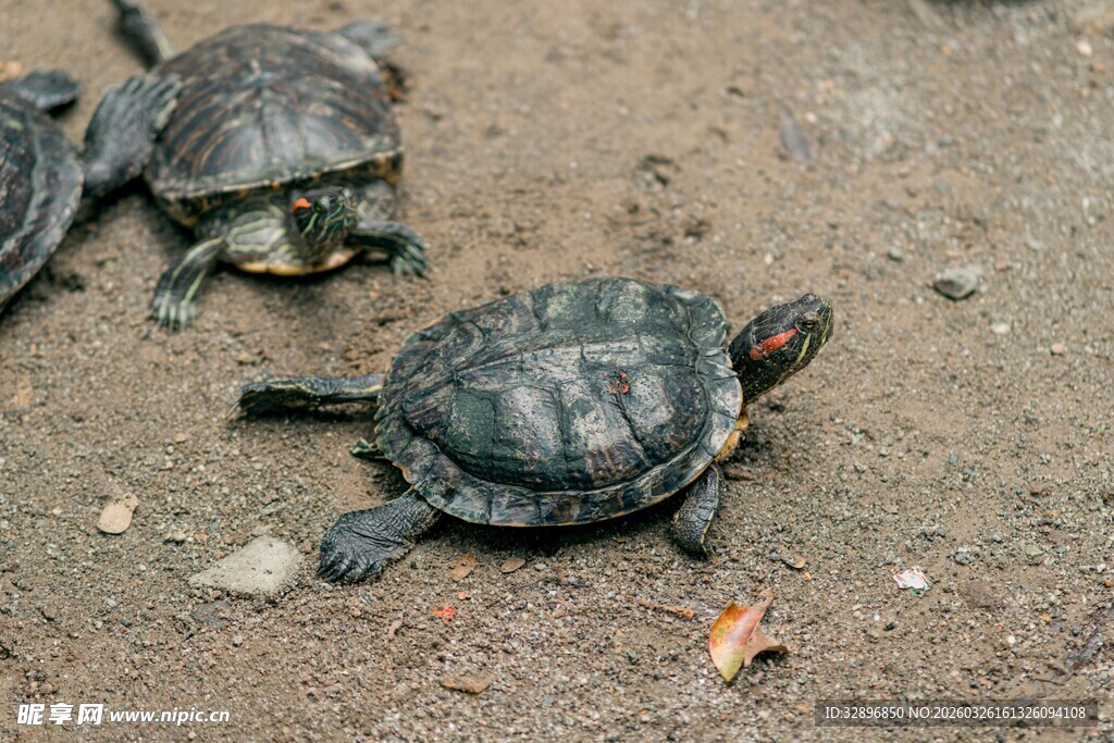 地面上的几只爬行乌龟