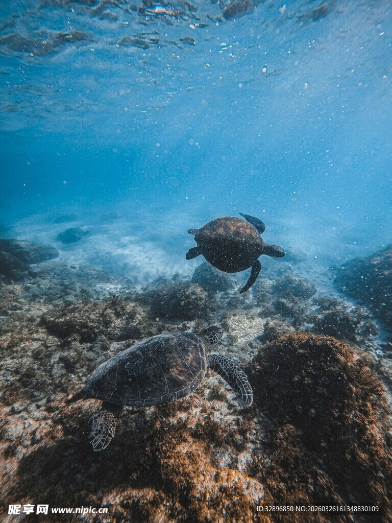 海底海龟游弋美丽珊瑚礁