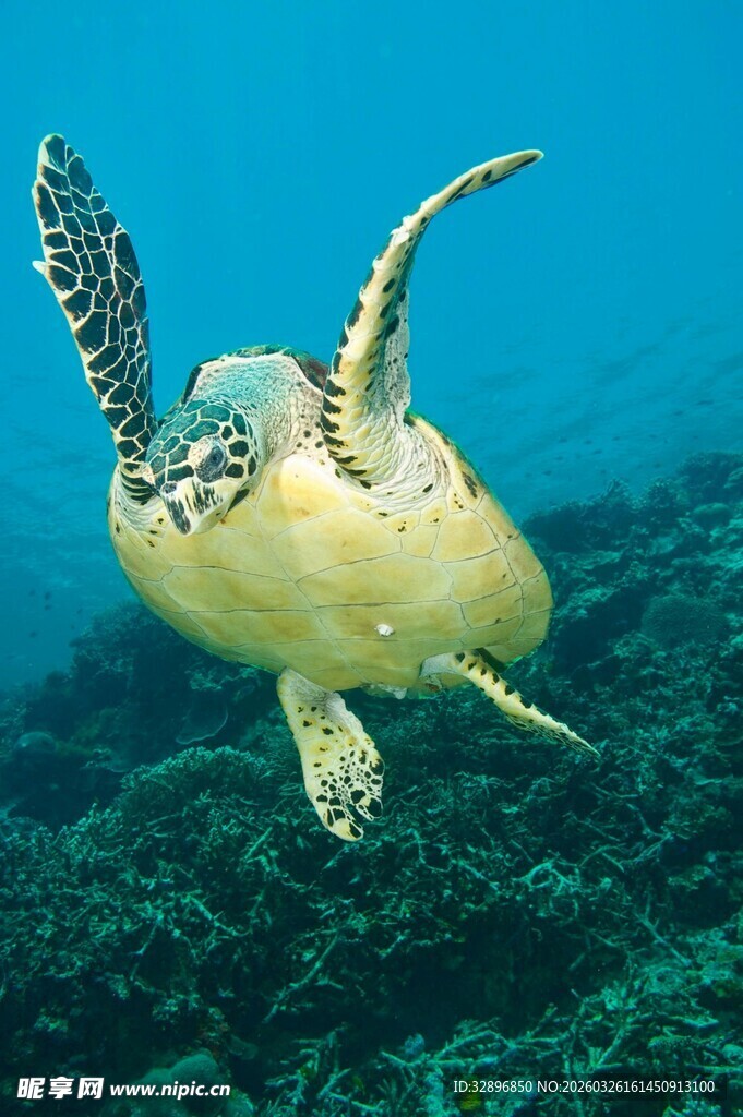 海中畅游的海龟