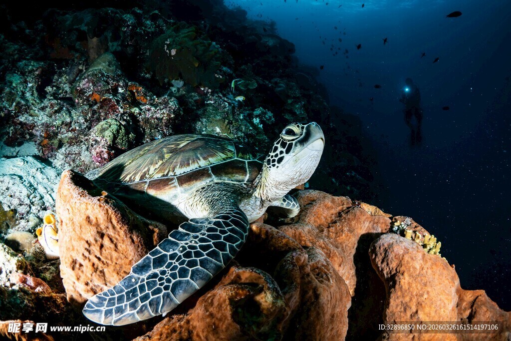 海底海龟栖息于礁石间