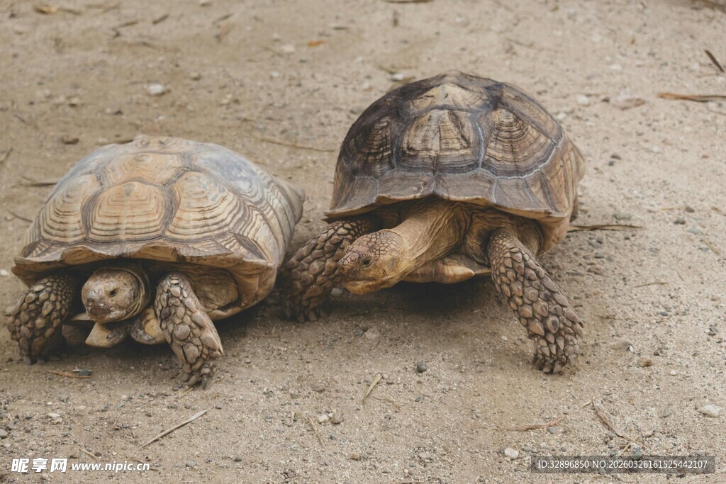 两只乌龟在地面行走