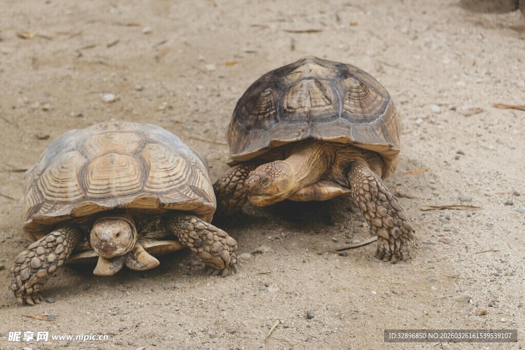 两只乌龟在沙地上