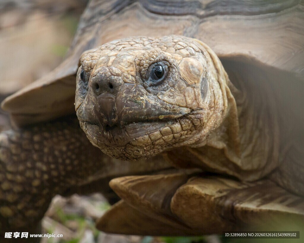 特写萌的乌龟头部