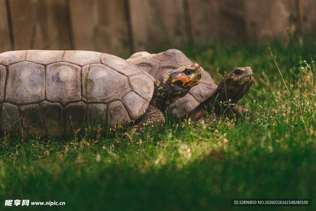 草地上休憩的乌龟