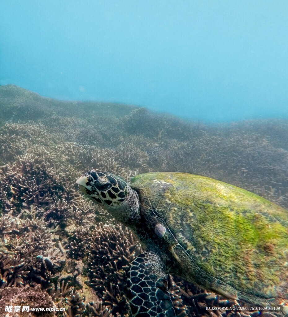 海底绿藻覆盖的海龟