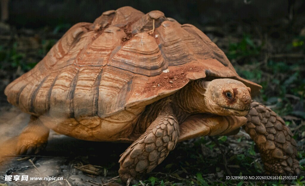 陆地上的棕色乌龟