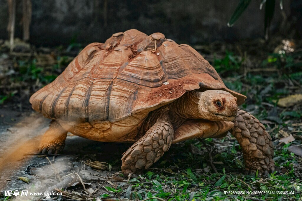 沙漠中行走的巨型陆龟