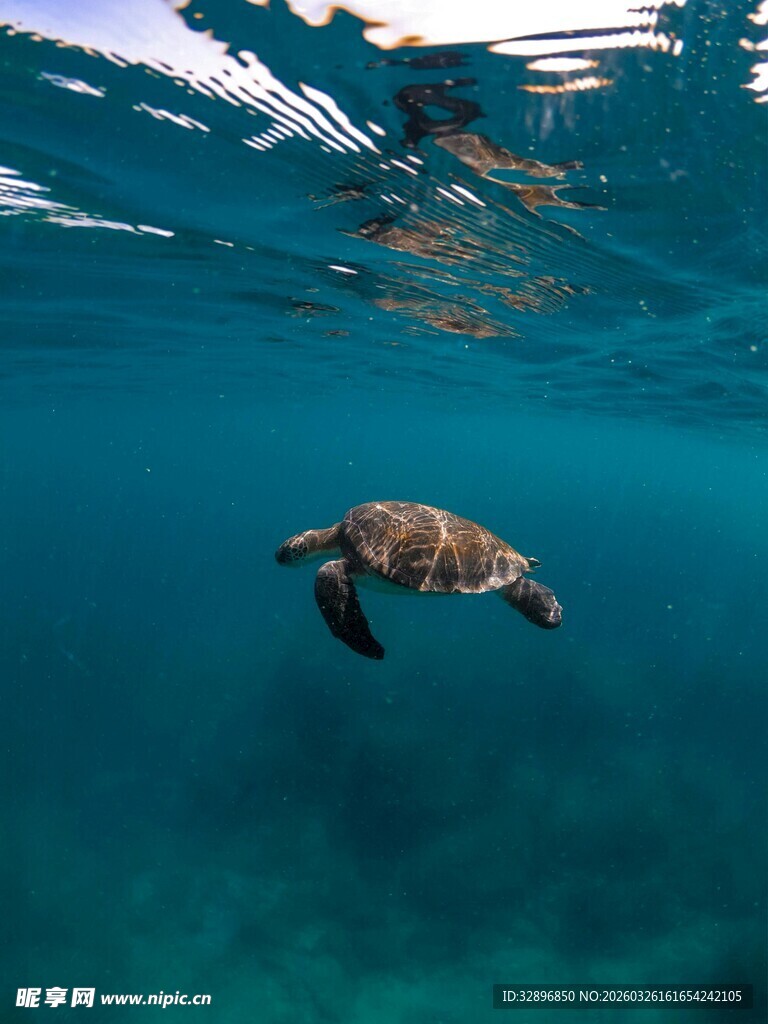 水下遨游的海龟