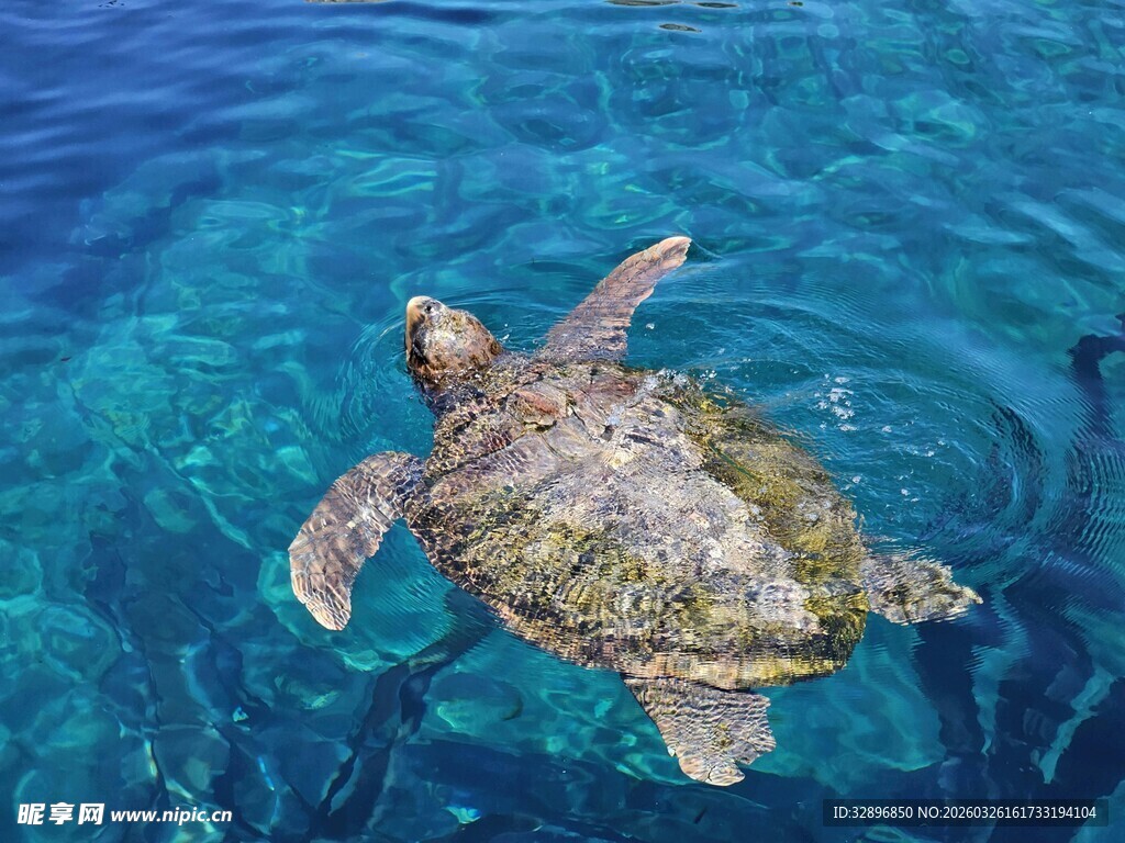 海中悠游的绿海龟