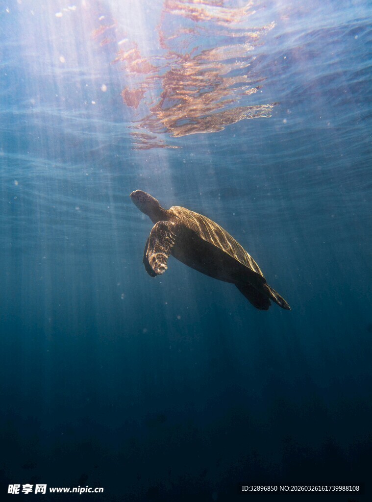 海龟在蓝色海洋中遨游