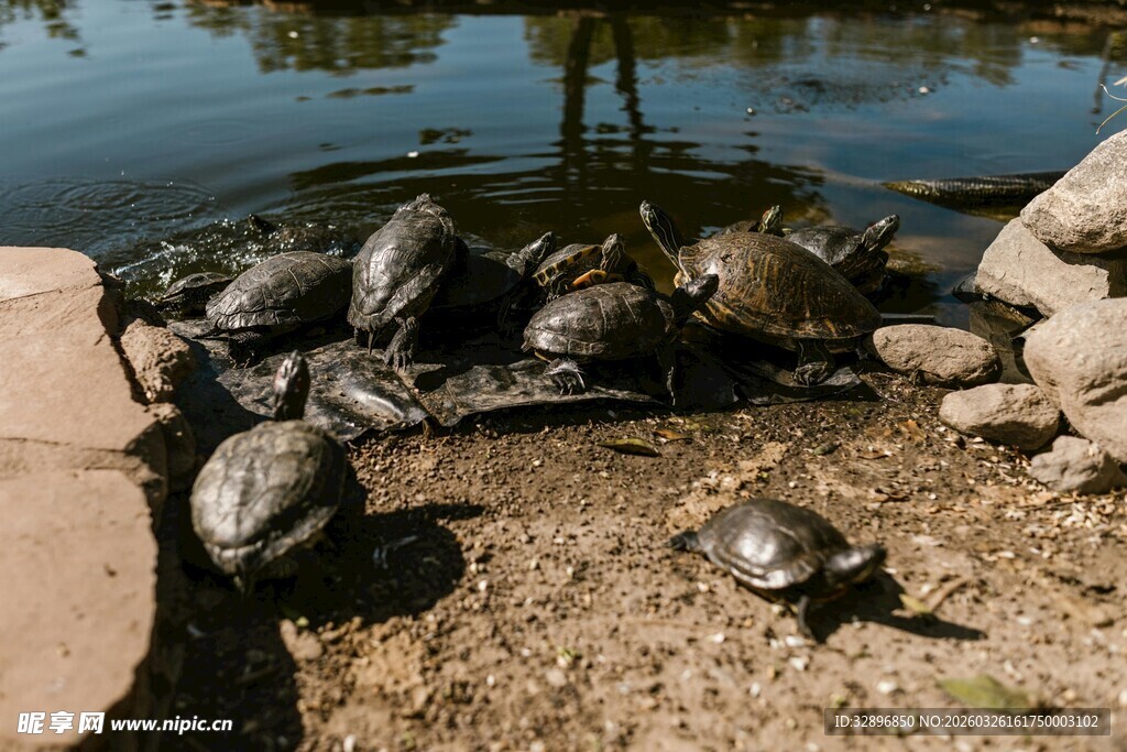 岸边聚集的一群乌龟