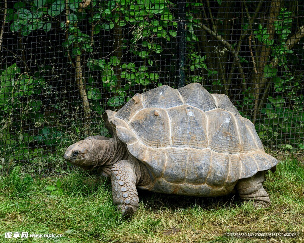 草地上漫步的巨型乌龟