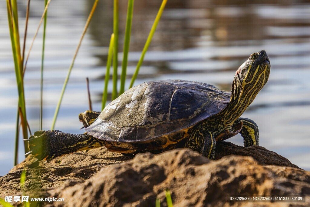岩石上晒太阳的乌龟