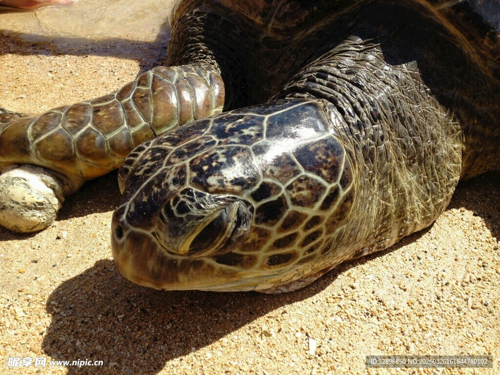 沙滩上的海龟与龟蛋