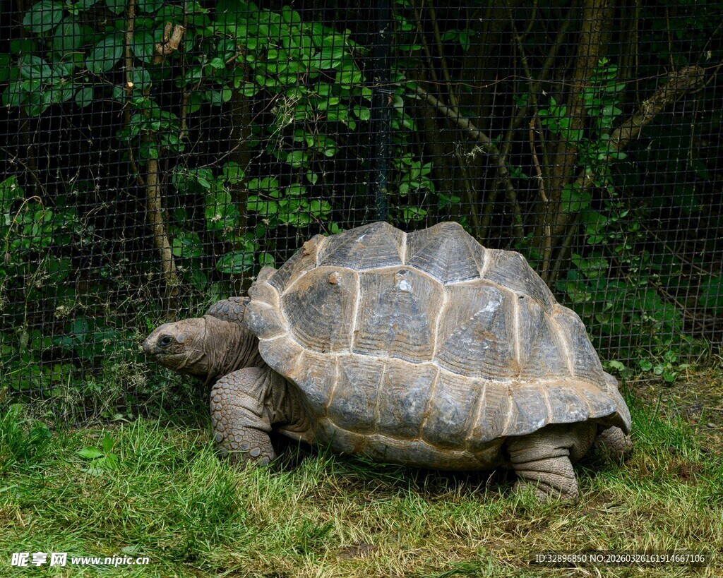 草地上的大乌龟