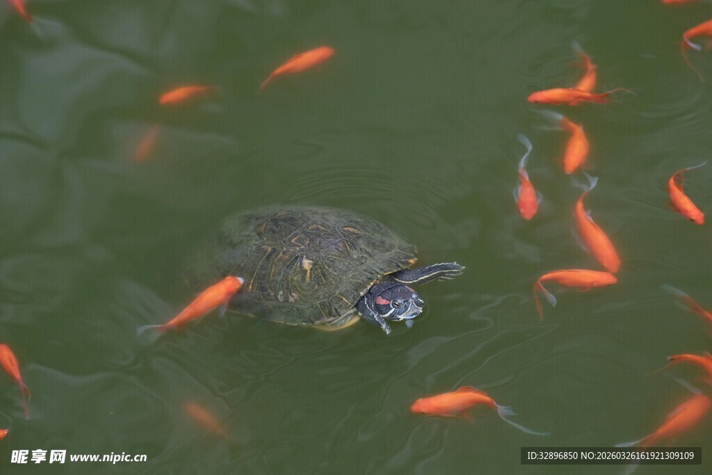 池塘中乌龟与群鱼共处
