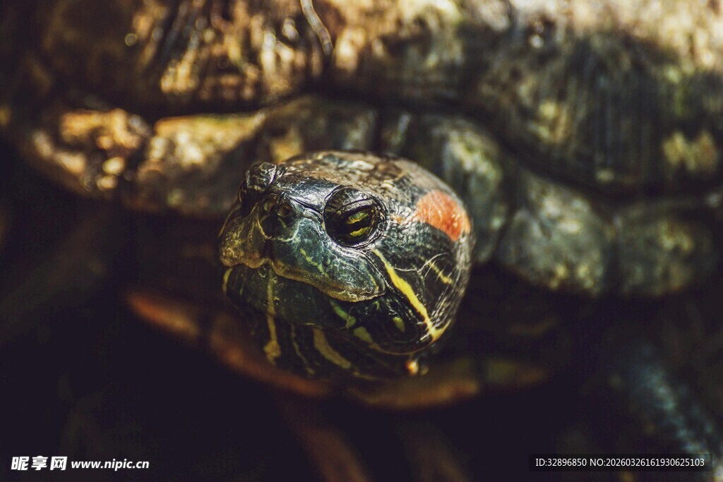 特写乌龟头部的独特神态