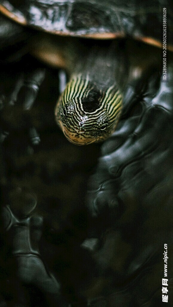 乌龟头部特写