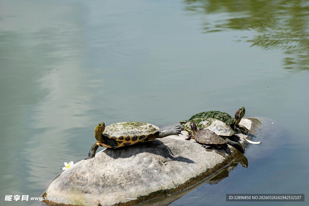 石头上休憩的几只乌龟