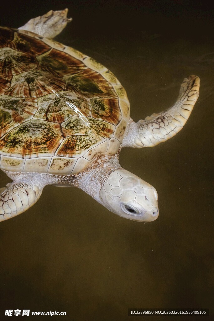 水中遨游的斑斓海龟