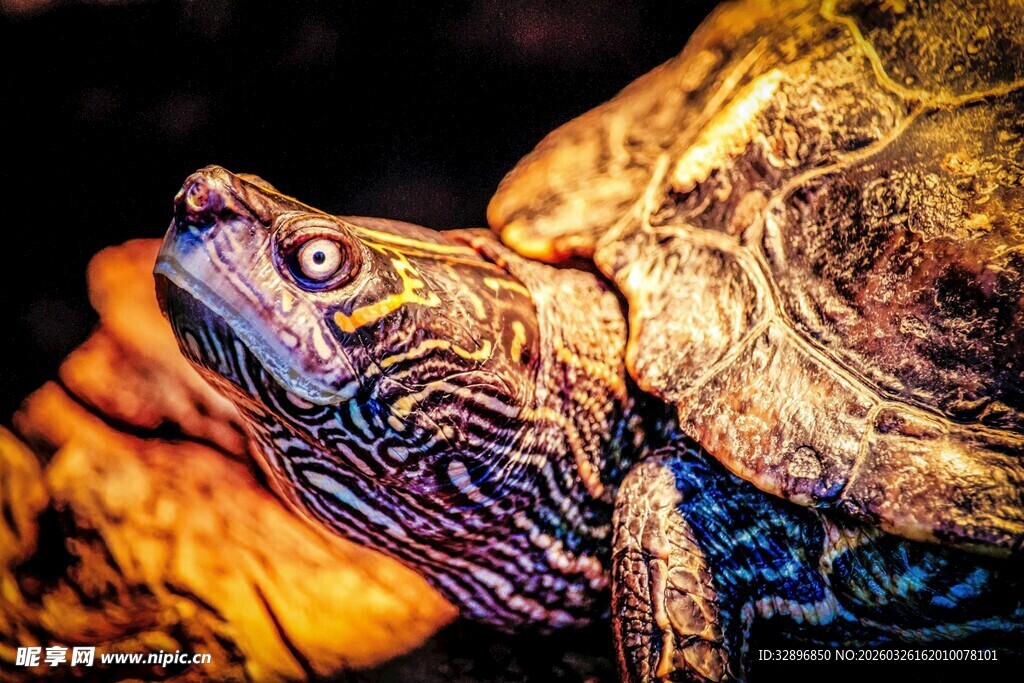 特写斑斓花纹的乌龟头部