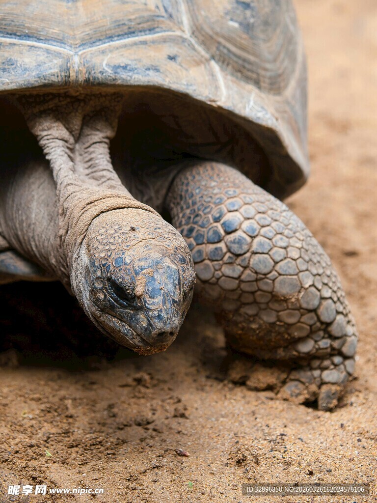 沙漠中的乌龟特写