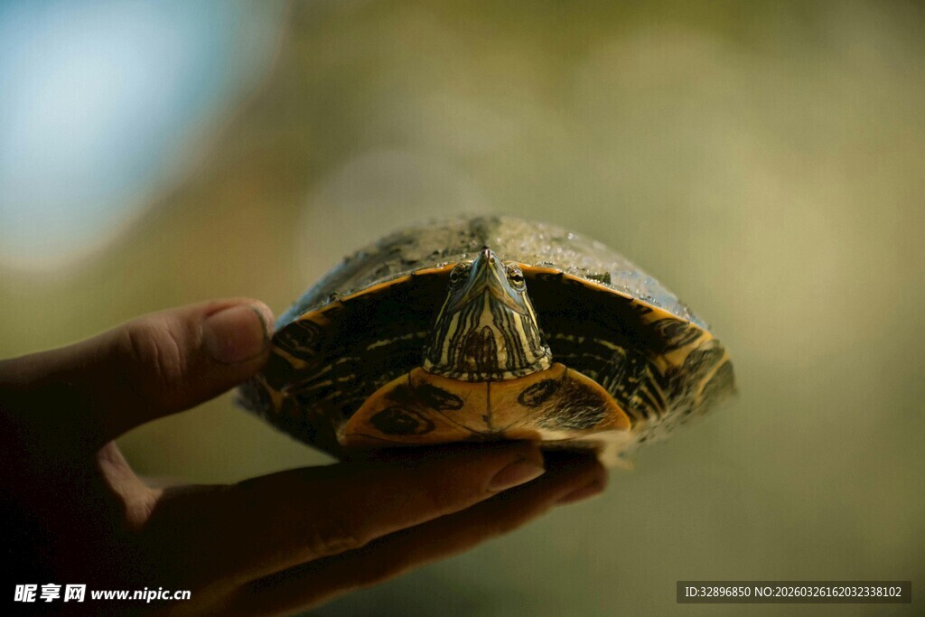 手托小乌龟