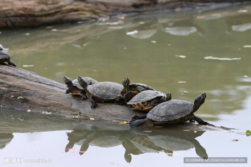 木头上休憩的一群乌龟