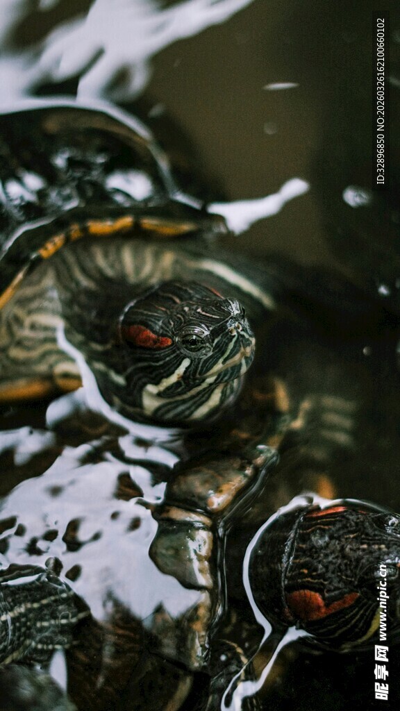 水中乌龟特写