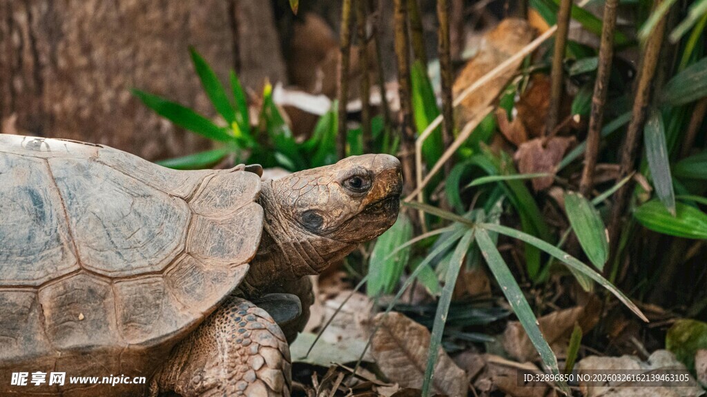 石旁丛生的翠绿植物