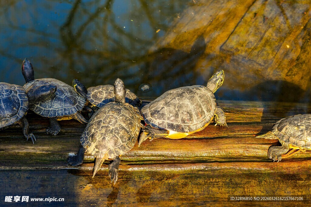 木上晒太阳的一群小乌龟