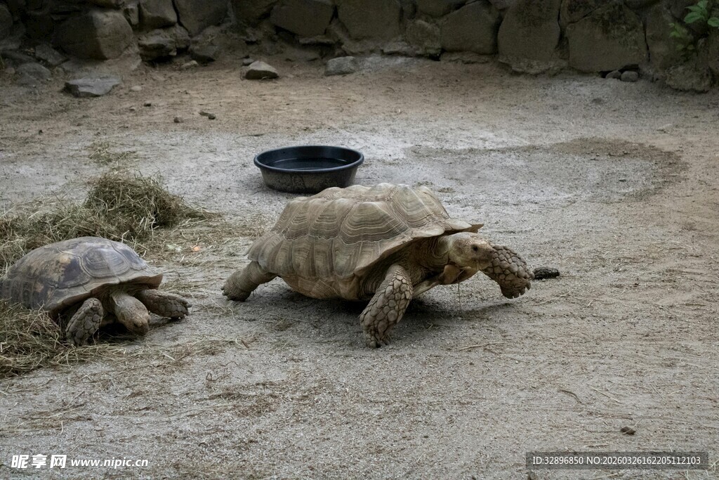 两只乌龟在地面活动