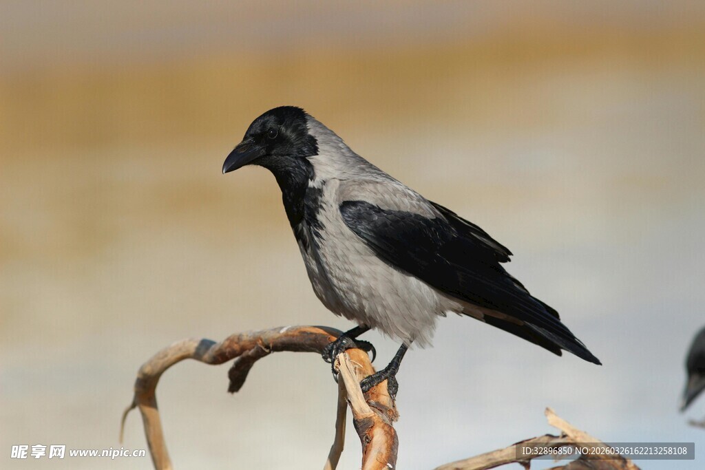 枝头栖息的灰黑色乌鸦