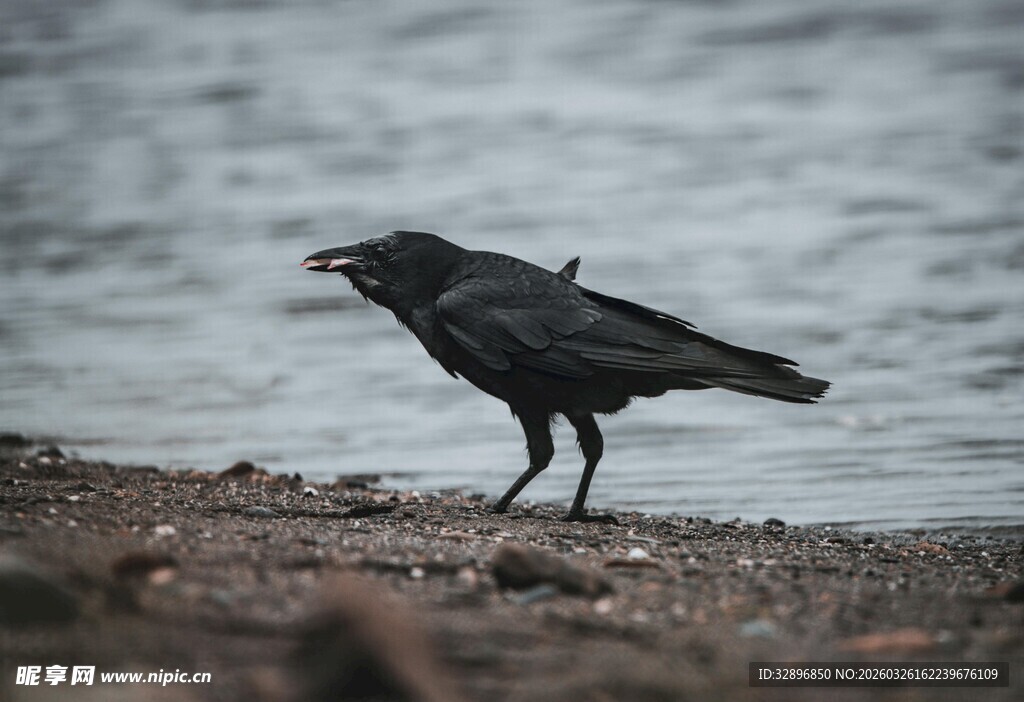 岸边站立的黑乌鸦