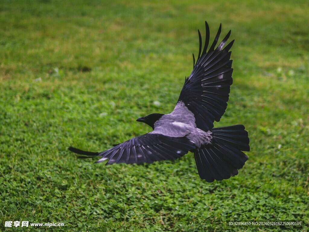 黑鸟于绿草地展翅飞翔