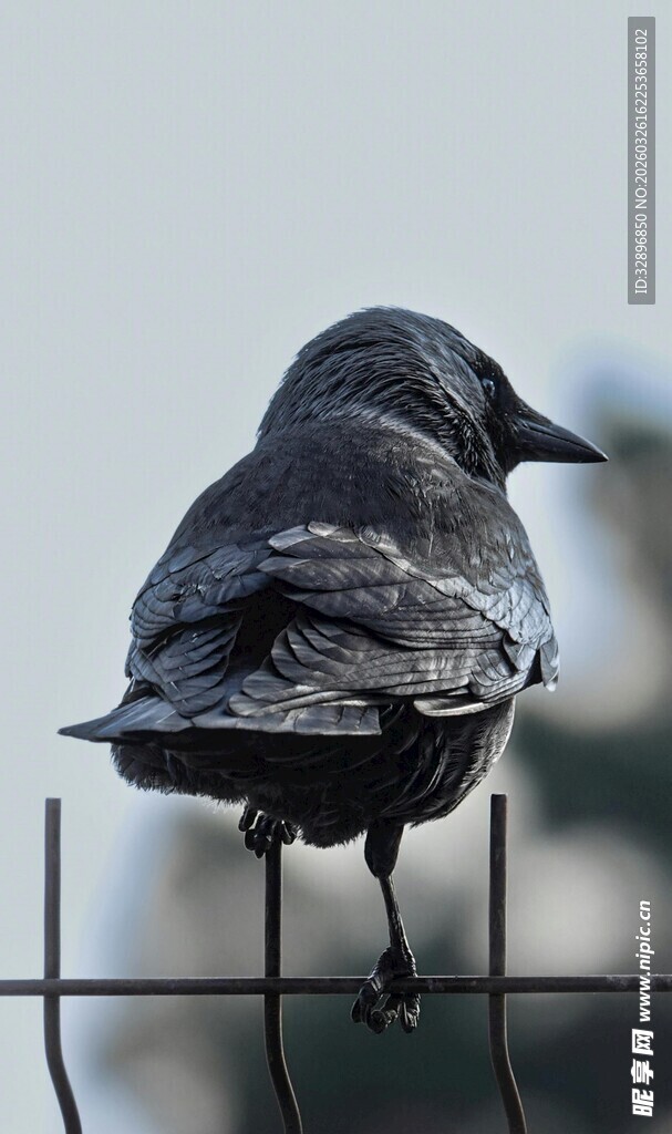 站在铁丝网上的黑鸟