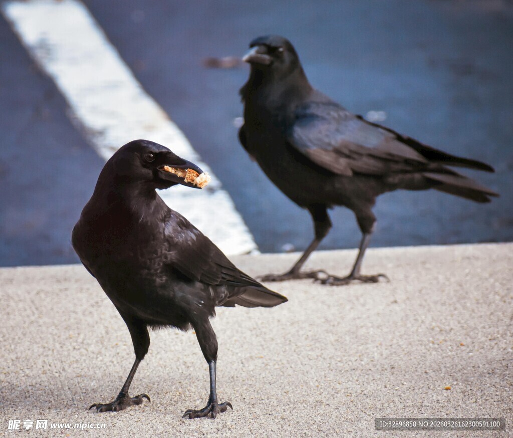两只黑鸟立于路面