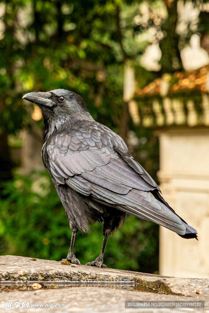 站在石台上的黑羽乌鸦